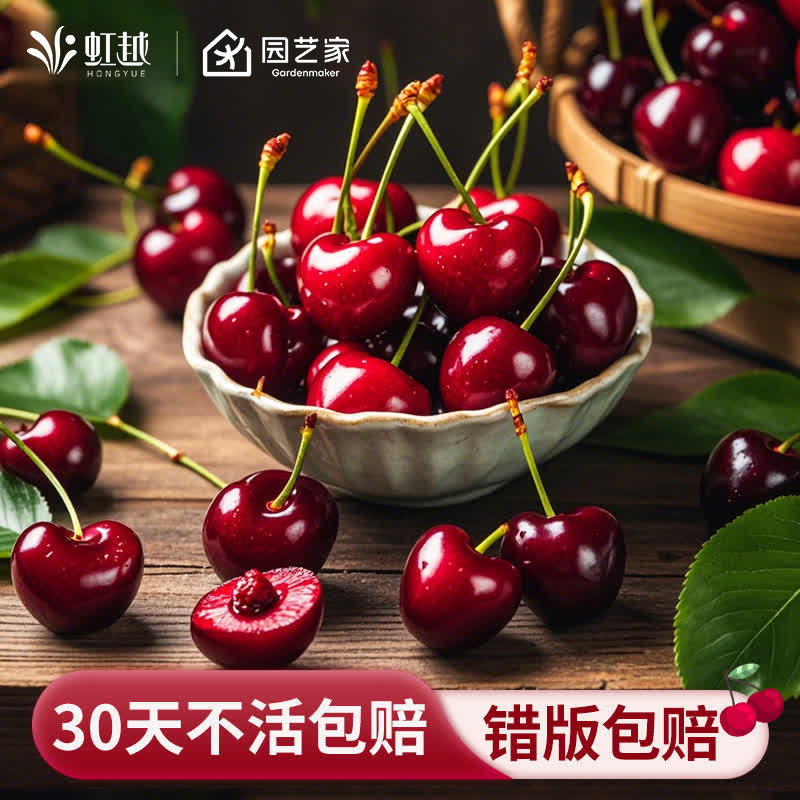 虹越车厘子树苗盆栽樱桃果树果苗耐寒北方种植庭院阳台黑珍珠,鲜花速递/花卉仿真/绿植园艺,果树,淘宝优惠券,粉丝福利购,淘宝优惠卷