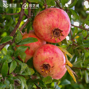 虹越石榴树树苗庭院花园果树突尼斯软籽盆栽地栽果苗南北方种植
