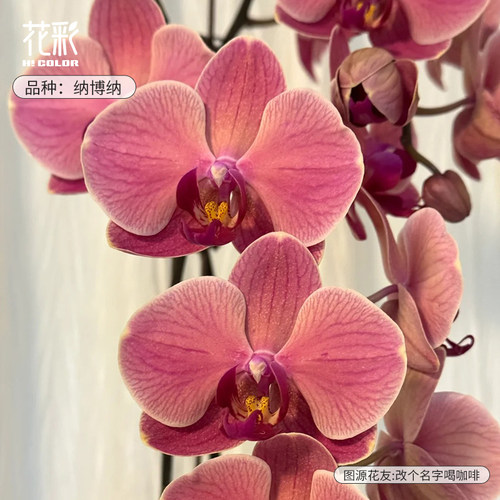 虹越蝴蝶兰盆栽四季开花期长好养