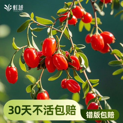 虹越多年生南方果树苗枸杞