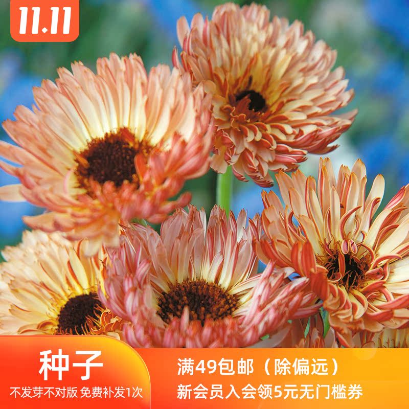最も欲しかった 西洋菊 西洋菊保湿唇膏试色 最も欲しかった 西洋菊 西洋菊保湿唇膏试色