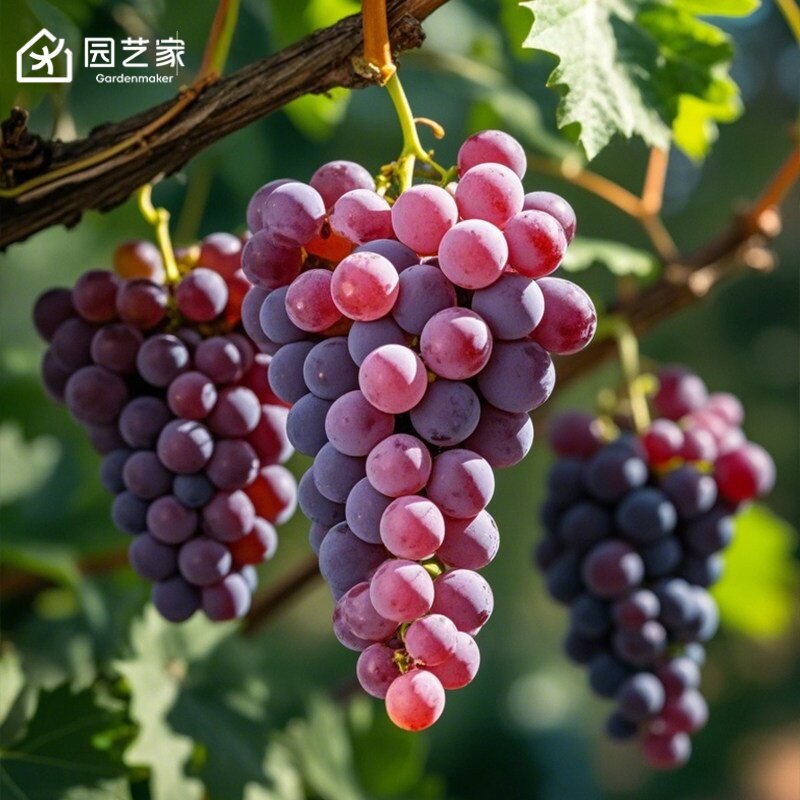 葡萄苗虹越美洲葡萄多年生图片