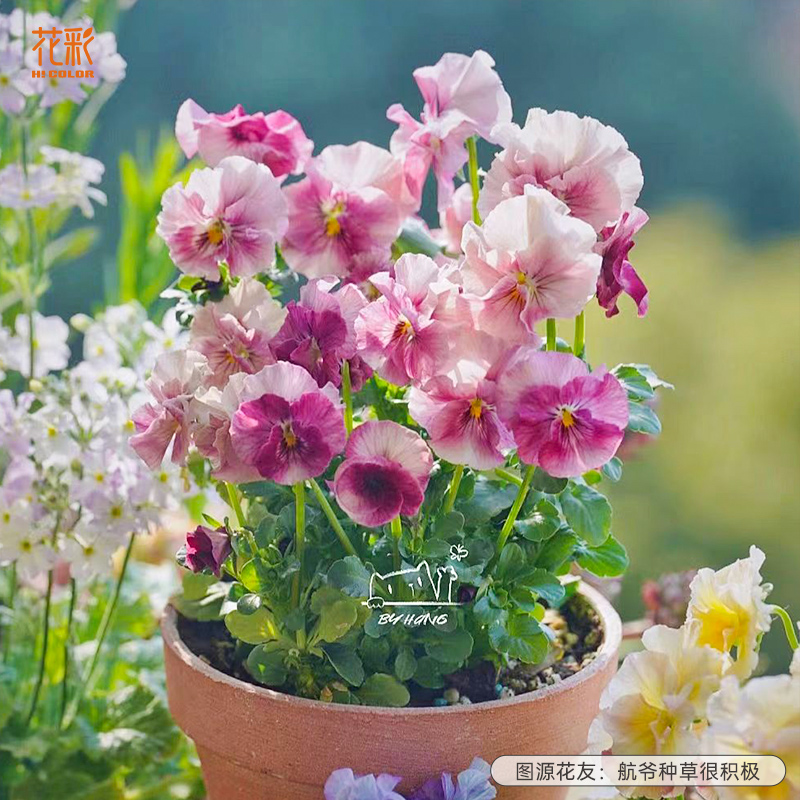 花彩皱边角堇花苗盆栽花量大