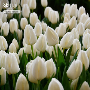 郁金香种球5度球根苗荷兰进口球地栽可盆栽多件多折易养花卉虹越