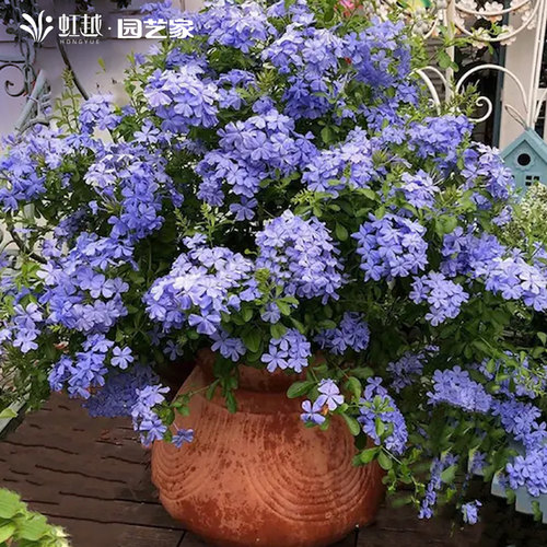 蓝雪花盆栽苗夏季耐热耐晒