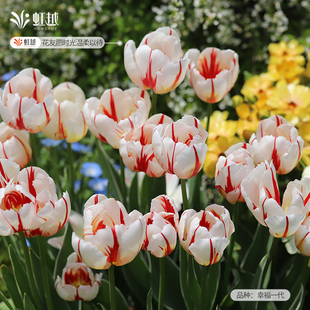 郁金香种球5度球荷兰进口可盆栽地栽土培单重瓣易养球根花卉虹越