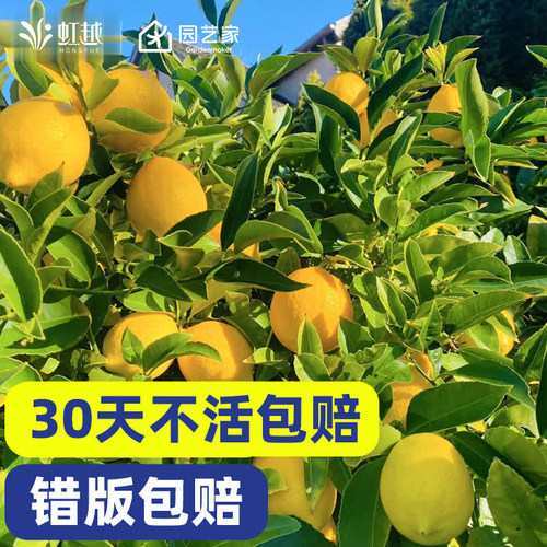 虹越柠檬树苗盆栽南北方种植香水花叶小青柠奶茶棒棒糖