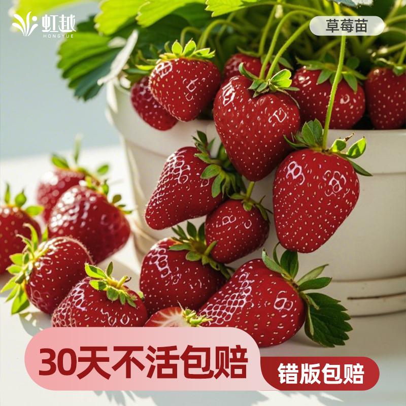 虹越草莓苗秧盆栽果苗黑珍珠粉玉四季结果建德白露真红美玲粉玉