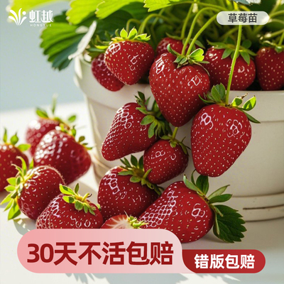 虹越草莓苗秧盆栽果苗黑珍珠粉玉四季结果建德白露真红美玲粉玉