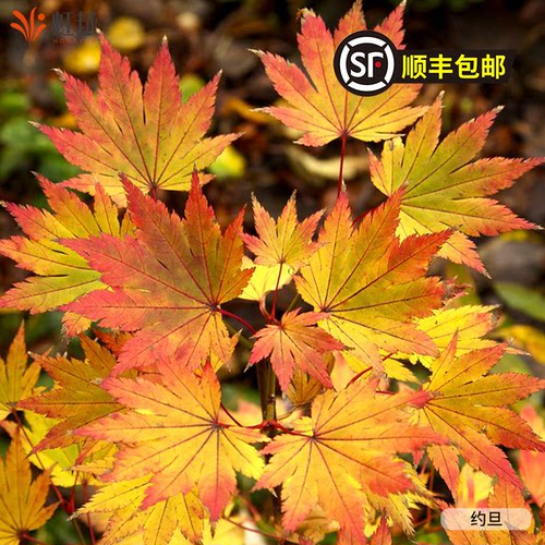 虹越红枫树苗6L大苗精选品种