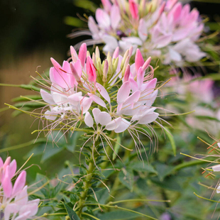 虹越种子醉蝶花种子阳台花园凤蝶草紫龙须耐热易活观赏花卉春夏播