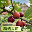 虹越无花果树果苗盆栽南北方种植大果多年生结果芭劳奈波姬红青皮