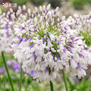 虹越百子莲圣母皇太后盆栽苗庭院花园阳台多年生耐热好养宿根花卉