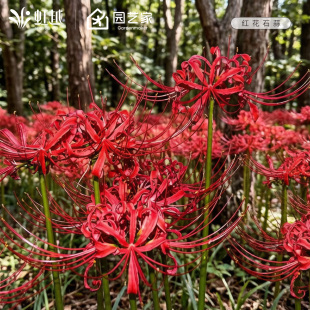 红花石蒜种球曼殊沙华虹越彼岸花换锦曼珠沙华忽地笑龙爪花卉预卖
