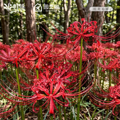 红花石蒜种球曼殊沙华虹越彼岸花换锦曼珠沙华忽地笑龙爪花卉现货