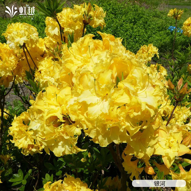 虹越进口日本落叶杜鹃花盆栽