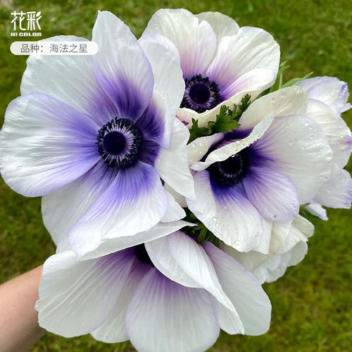 花彩银莲花盆栽宿根植物阳台庭院