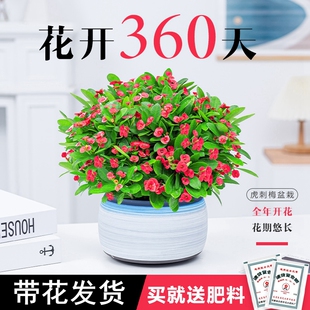 虎刺梅盆栽铁海棠四季开花阳台客厅花盆景海棠花绿植花卉带花植物