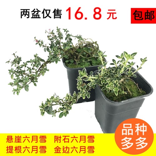 金边六月雪盆景悬崖小盆栽迷你