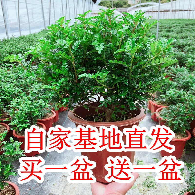 清香木盆栽树苗 驱蚊植物 胡椒木盆栽 室内老桩四季常青净化空气