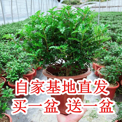 清香木盆栽树苗植物室内老桩