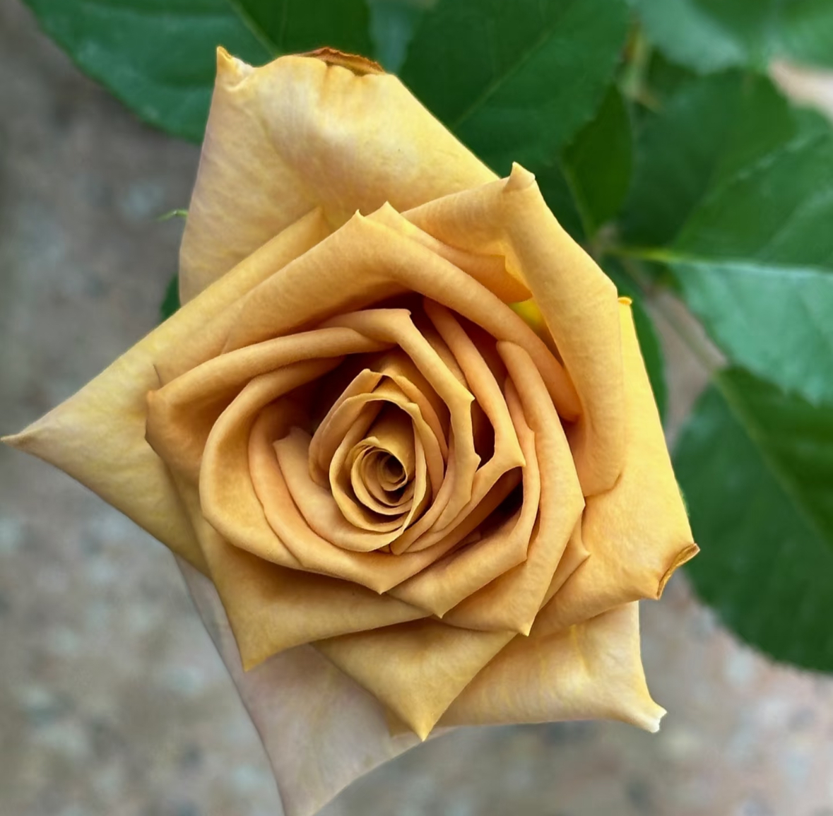 松之梦      月季     复古色系e