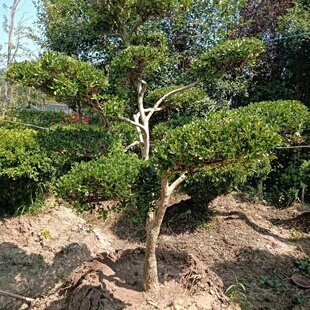 小叶黄杨苗瓜子园林绿化树苗南方北方种植黄杨庭院地栽盆栽黄杨球