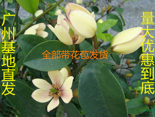 含笑苗带花苞四季室内庭院芳香花卉绿植盆栽木本含笑花苗办公室