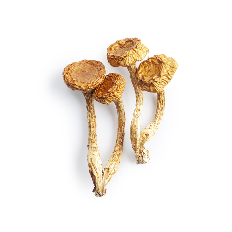 雲小君有机滑子蘑50g云南特产山珍干货滑子菇珍珠菇干蘑菇榛