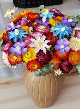 太阳花麦秆菊花真花风干