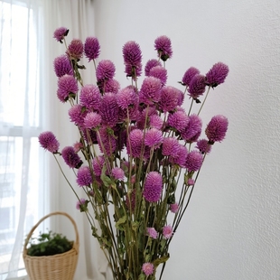 云南干花真花风干千日红紫白自然小清新一扎各色做配花家庭插花