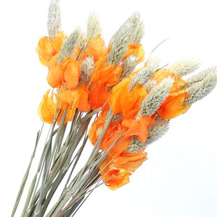 云南干花【含笑花】8色餐桌飘窗玄关客厅束插花组合装饰花小华店