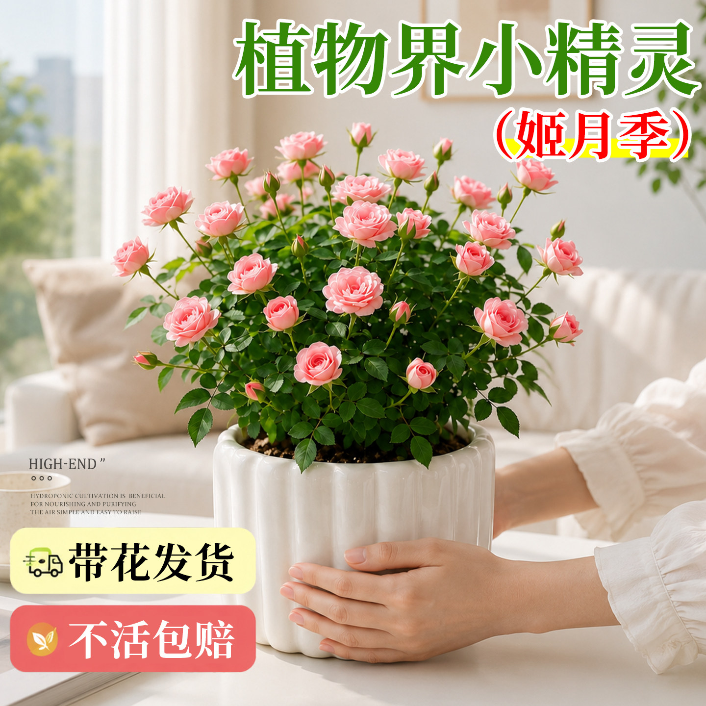 姬月季小盆栽带花苞花苗图片