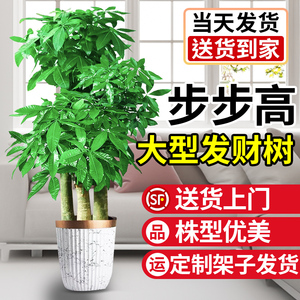 发财树客厅大盆栽室内一米旺宅绿植物大型落地盆景摆件乔迁步步高