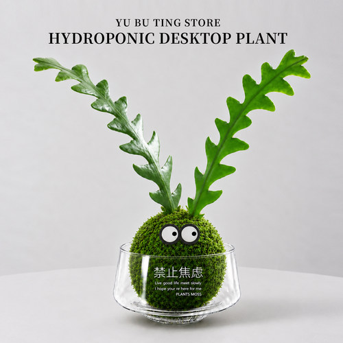 鱼骨令箭苔玉藓球放轻松