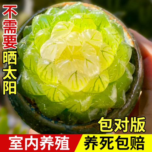 多肉植物办公室好养活美观趣味