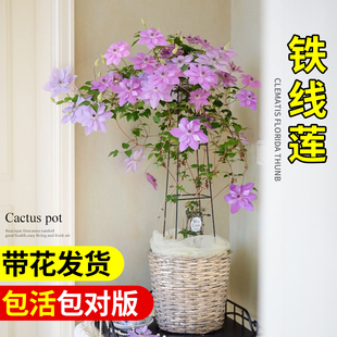 铁线 线莲大苗盆栽爬藤植物带花苞倒影乌托 托邦约瑟芬银币四季耐