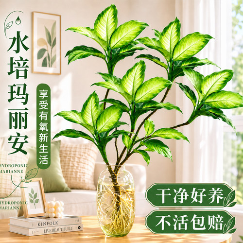 玛丽安水培植物室内好养绿植盆栽客厅净化空气办公桌面水养万年青