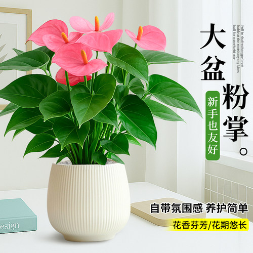 特级粉掌花卉桌面绿植办公室内水培植物盆栽鸿运当头净化空气好养