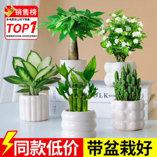 绿植物办公室内桌面小号发财树富贵竹万年青工位摆件四季常青盆栽
