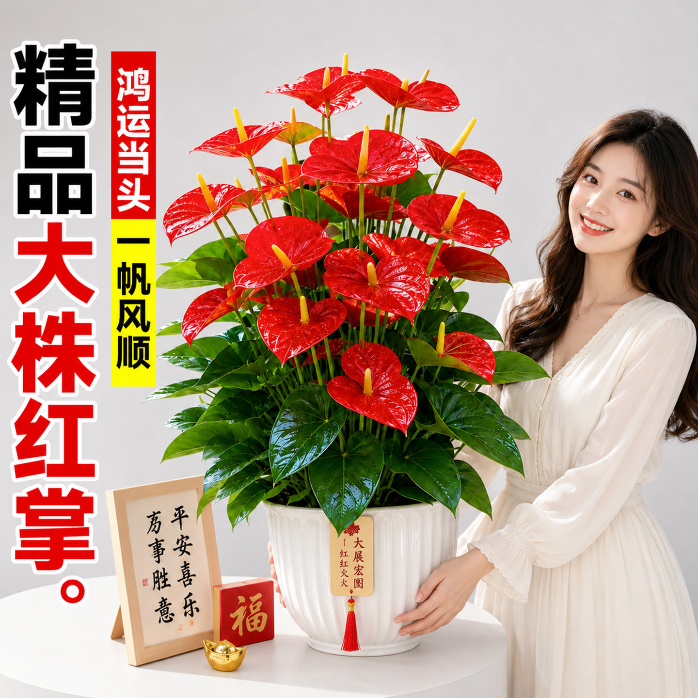 鸿运当头红掌盆栽大型绿植图片