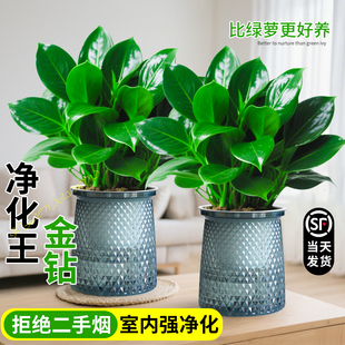 大盆金钻盆栽绿公主绿萝室内绿植水培植物绿箩客厅好养活净化空气