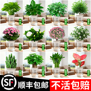 绿萝水培植物绿植小盆栽富贵竹发财树文竹室内桌面绿箩花卉幼儿园