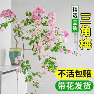 重瓣绿樱不甜西瓜老桩大苗花卉绿植带花苞 飘枝三角梅盆栽带花四季