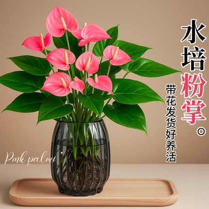 粉掌水培植物室内好养桌面办公室旺宅绿植盆栽高级感客厅玄关摆件
