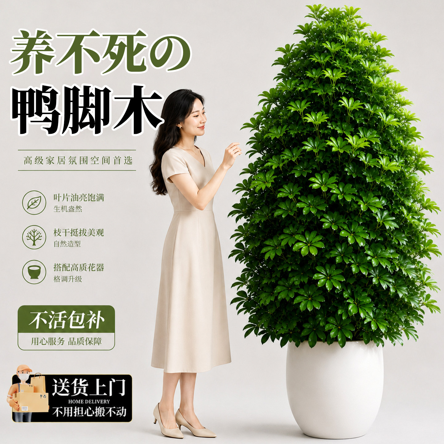 鸭脚木八方来财办公室大型绿植图片