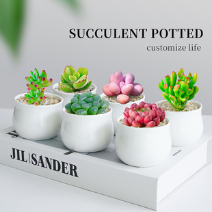 多肉植物组合室内小盆栽懒人好养 肉肉桌面绿植花卉带盆新手套餐