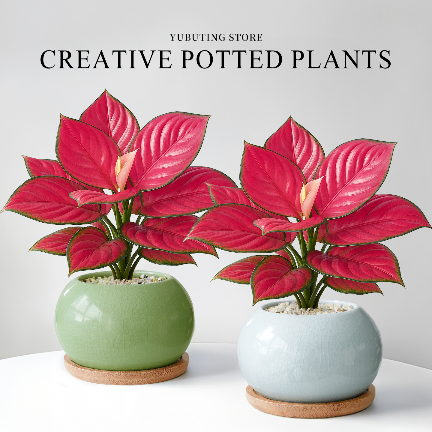 吉利红盆栽如意皇后室内办公室工位桌面绿植摆件适合懒人养的花卉