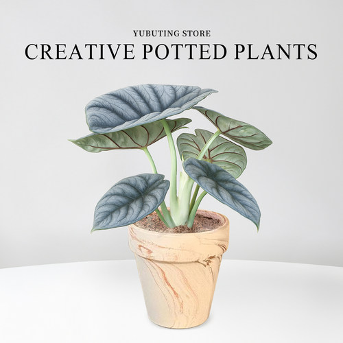 白犀牛海芋盆栽办公室桌面绿植盆