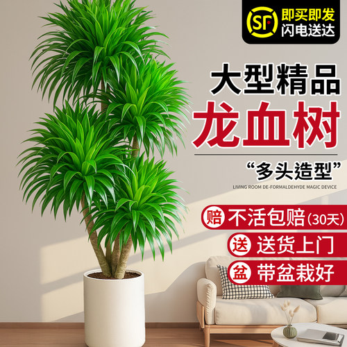 龙血树客厅绿植室内大型旺宅招财植物盆栽摆件落地造景好养活四季